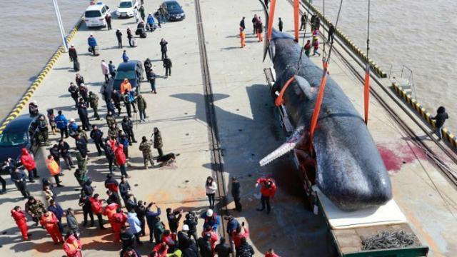 Diduga Makan Jaring Ikan Paus Kepala Kotak Seberat 41 Ton Mati Global Liputan6 Com