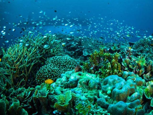 Mengarungi Keindahan Taman Laut Nasional Bunaken Kini Semudah