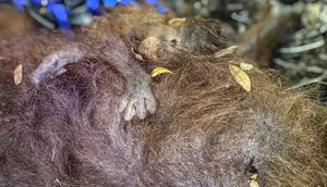 Nasib Orang Utan di Tengah Kebakaran Hutan Kalimantan