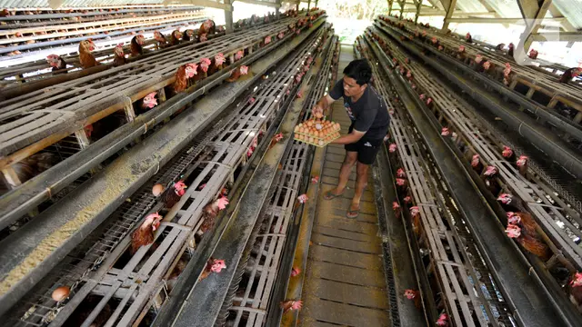 harga telur ayam di tingkat peternak