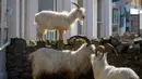 Kawanan kambing berjalan di jalan-jalan yang sepi di Llandudno, Wales utara, Selasa (31/3/2020). Kambing-kambing liar tersebut berkeliaran di jalanan kota yang tampak lengang selama pemberlakuan lockdown dalam upaya membatasi penyebaran virus corona di Kawasan tersebut. (Pete Byrne/PA via AP)