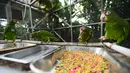 Burung beo Puerto Rico makan di pusat penangkaran di Iguaca Aviary, El Yunque, Puerto Rico, (6/11). Badai Maria yang melanda Puerto Rico menghancurkan habitat dan sumber makanan mereka. (AP Photo/Carlos Giusti)