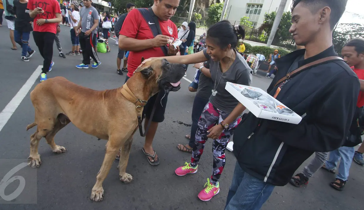 Seorang wanita mengelus kepala anjing jenis Great Dane disela kegiatan Car Free Day di Jakarta, Minggu (18/12). Anjing itu menarik perhatian warga karena ukurannya yang lebih besar dibanding anjing pada umumnya. (Liputan6.com/Immanuel Antonius)