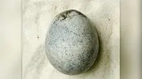 Temuan telur ayam berusia 1.700 tahun di sebuah situs Roma di Inggris. (Dok. Oxford Archaeology)