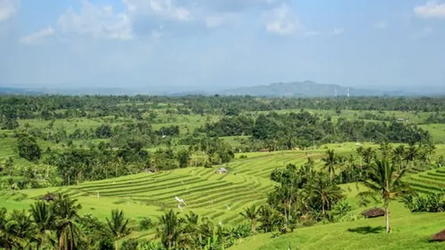 Arti Mimpi Menanam Padi yang Tidak Terduga