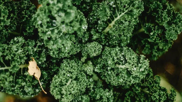 Sayuran Berwarna Hijau