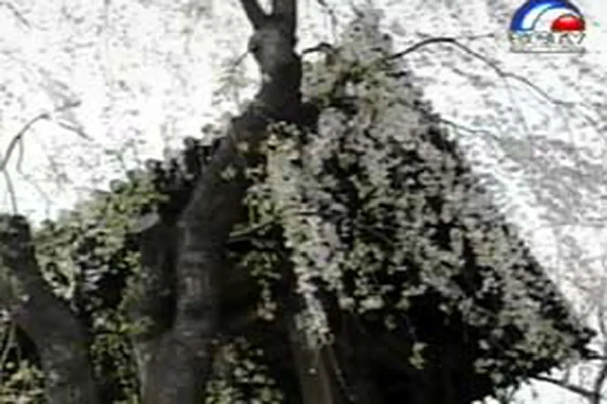 010403dLnSakura.jpg