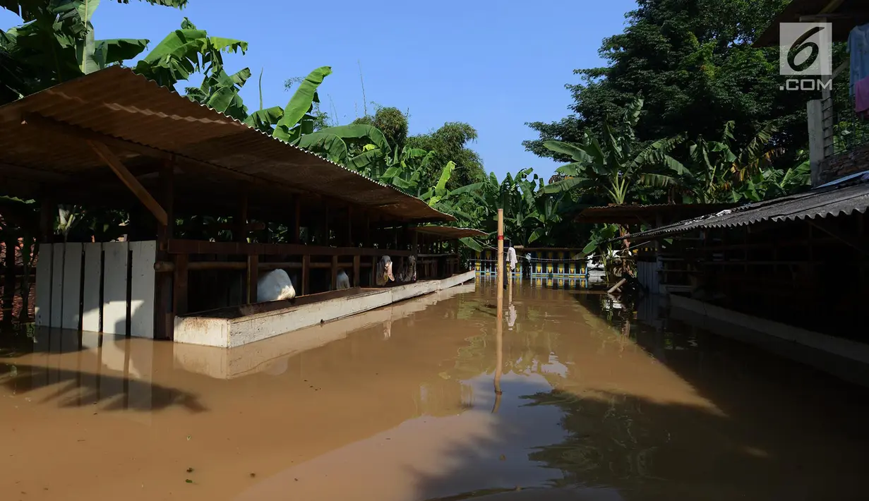 Tempat peternakan terendam banjir di kampung Arus Cawang, Jakarta Timur, Jumat (26/4). Ketinggan banjir kurang lebih satu meter terjadi akibat luapan kali Ciliwung dan intensitas curah hujan di kawasan Bogor Jawa Barat sangat tinggi sehingga aktivitas warga terhambat. (merdeka.com/Imam Buhori)