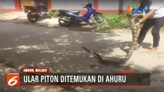 Penampakan seekor ular piton berukuran besar menghebohkan warga Ahuru, Ambon, Maluku, Senin, 27 November 2017.