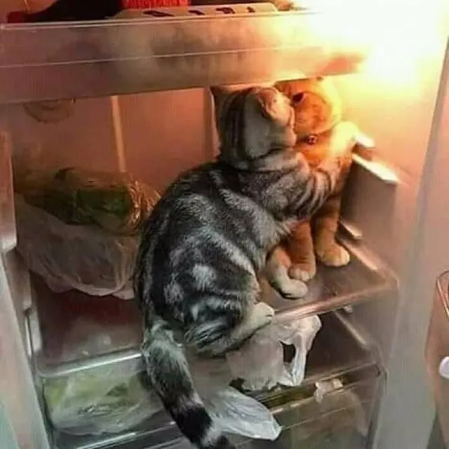 8 Potret Kocak Kucing Ketahuan Lagi Bermesraan Ini Bikin Geleng Kepala