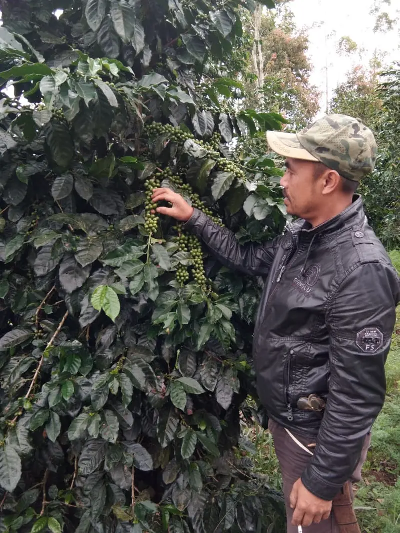 Enjang menunjukan satu pohon jenis kopi java Peranger dengan biji yang sangat banyak dan cukup besar