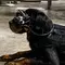 Kantongi Rp 3,6 Triliun, AS Bikin Anjing Militer Hasil Rekayasa Genetika