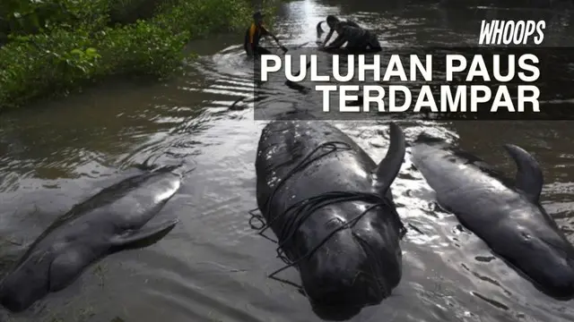 WHOOPS: 29 Paus Terdampar di Probolinggo, 10 Ekor Mati