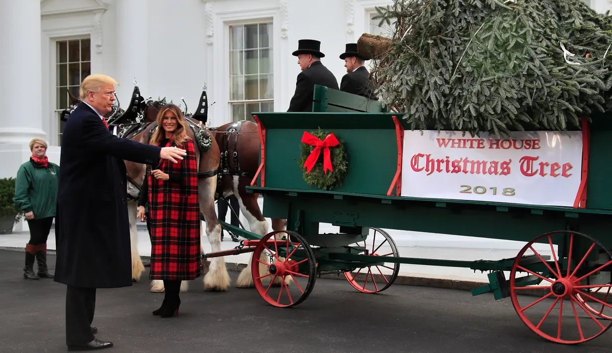 Presiden Donald Trump bersama First Lady AS, Melania Trump menerima pohon Natal resmi Gedung Putih di halaman Utara Gedung Putih, Washington, Senin (19/11). Pohon Natal tersebut diantar dengan kereta kuda. (AP/Manuel Balce Ceneta)