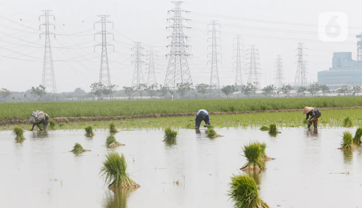 Petani tengah menggarap sawah di Kabupaten Tangerang, Senin (9/8/2021). Mentan Syahrul Yasin Limpo mengatakan sektor pertanian tahan terhadap dampak pandemi COVID-19 yang menyebabkan pertumbuhan ekonomi di sektor lain negatif, sementara di pertanian selalu positif. (Liputan6.com/Angga Yuniar)