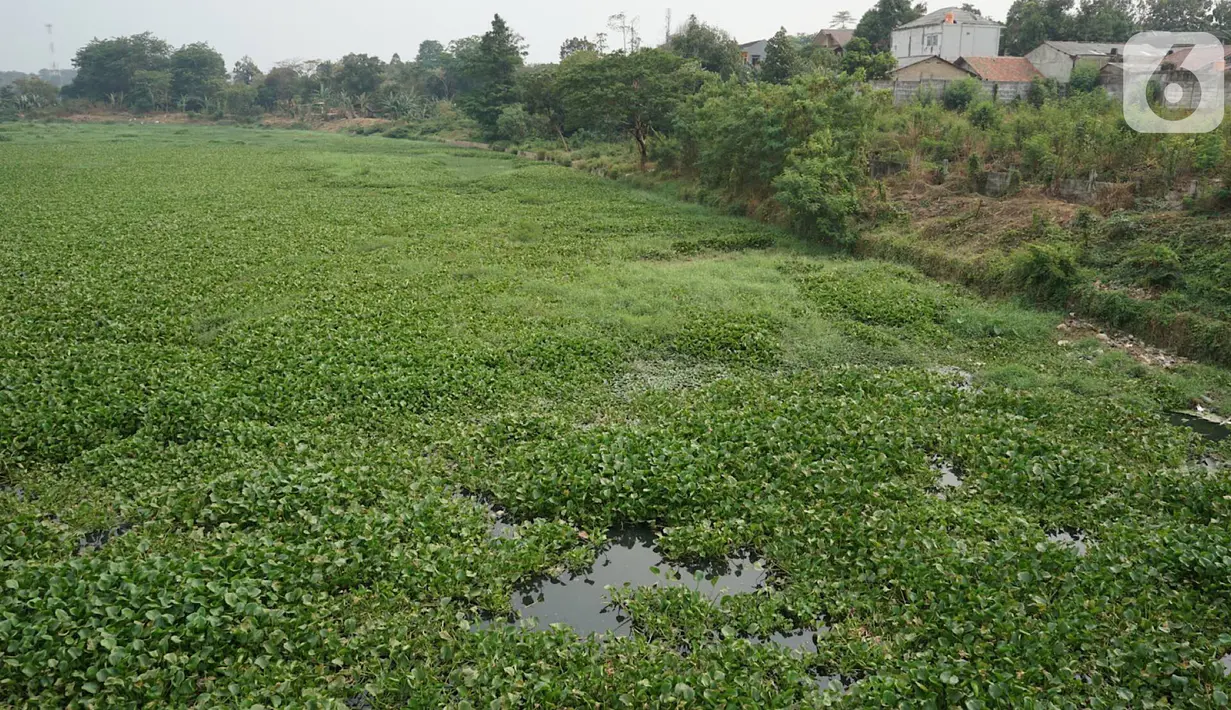 Pemandangan Setu Pengarengan yang dipenuhi eceng gondok di kawasan Depok, Jawa Barat, Selasa (8/10/2019). Tidak kunjung dibersihkan menjadi penyebab seluruh permukaan setu tersebut dipenuhi tanaman eceng gondok. (Liputan6.com/Immanuel Antonius)