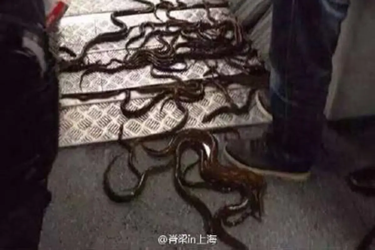 Hii... Puluhan Belut Banjiri Kereta Bawah Tanah Shanghai