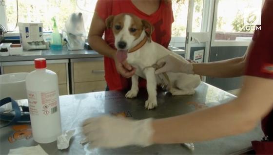 VIDEO: Kewajiban Tes DNA Anjing di Spanyol, untuk Apa?