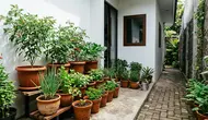 7 Inspirasi Sudut Hijau di Samping Rumah yang Sempit agar Terasa Sejuk dan Produktif
