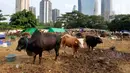 Suasana penjualan hewan kurban di kawasan Kuningan, Jakarta Selatan, Selasa (20/6/2023). Menjelang Hari Raya Idul Adha 1444 Hijriyah, penjualan hewan kurban asal Bima Nusa Tenggara Timur (NTT) tersebut mulai bergeliat. (Liputan6.com/Johan Tallo)