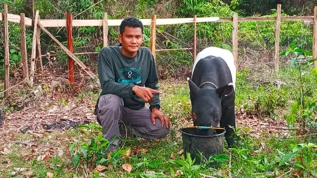 Tapir yang matanya hilang karena berkonflik dengan manusia di Kabupaten Kuansing.