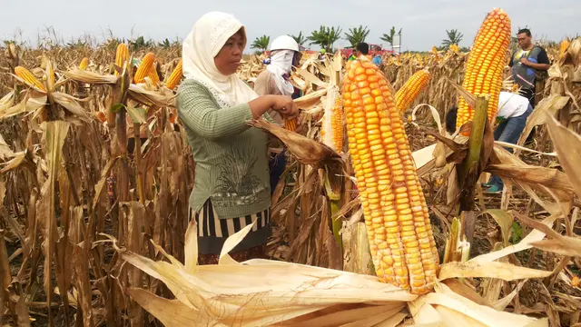 Politisi Muda Dina Hidayana Dukung Indonesia Jadi Lumbung Pangan Dunia