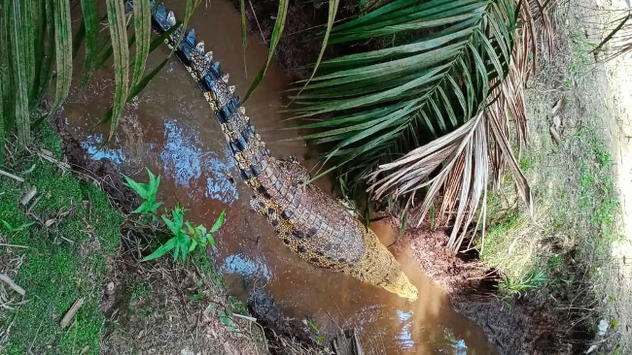 Kemunculan buaya di Kecamatan Tempuling, Kabupaten Indragiri Hilir, setelah 20 tak pernah terlihat.