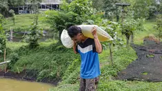 Peternak membawa bibit arwana yang akan dibesarkan pada kolam besar di Farm Royal Red Arowana yang terletak di kawasan Jasinga, Bogor, Jawa Barat, Sabtu (15/11/2025). Di balik sisik berkilau dan gerakannya yang elegan, ikan arwana telah lama menjadi bintang di dunia ikan hias. Tidak hanya digemari karena keindahannya, arwana juga dikenal sebagai salah satu ikan hias dengan nilai jual paling tinggi, bahkan beberapa jenis langkanya pernah menembus harga ratusan juta rupiah per ekor. (merdeka.com/Arie Basuki)