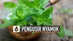 Beberapa tanaman hias ini ampuh untuk mengusir nyamuk.