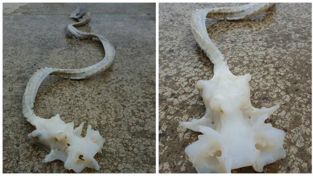 46+ Gambar Kerangka Hewan Ikan HD Terbaik