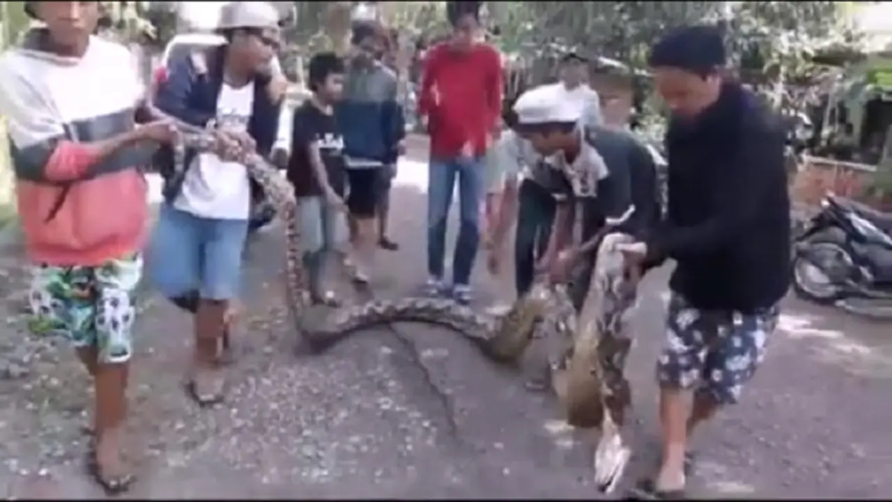 Petani Kakao Bone Lawan Sergapan Ular Piton Seorang Diri  