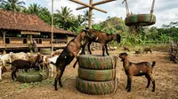 7 Ide Kreatif Memanfaatkan Ban Bekas untuk Kandang dan Ternak, Lengkap Cara Buatnya