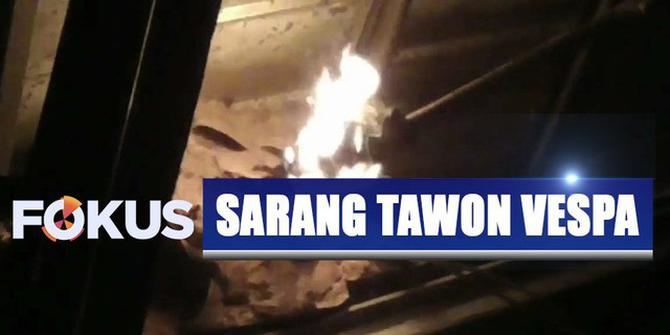 Sarang Tawon Vespa di Tangerang Dimusnahkan dengan Obor Api