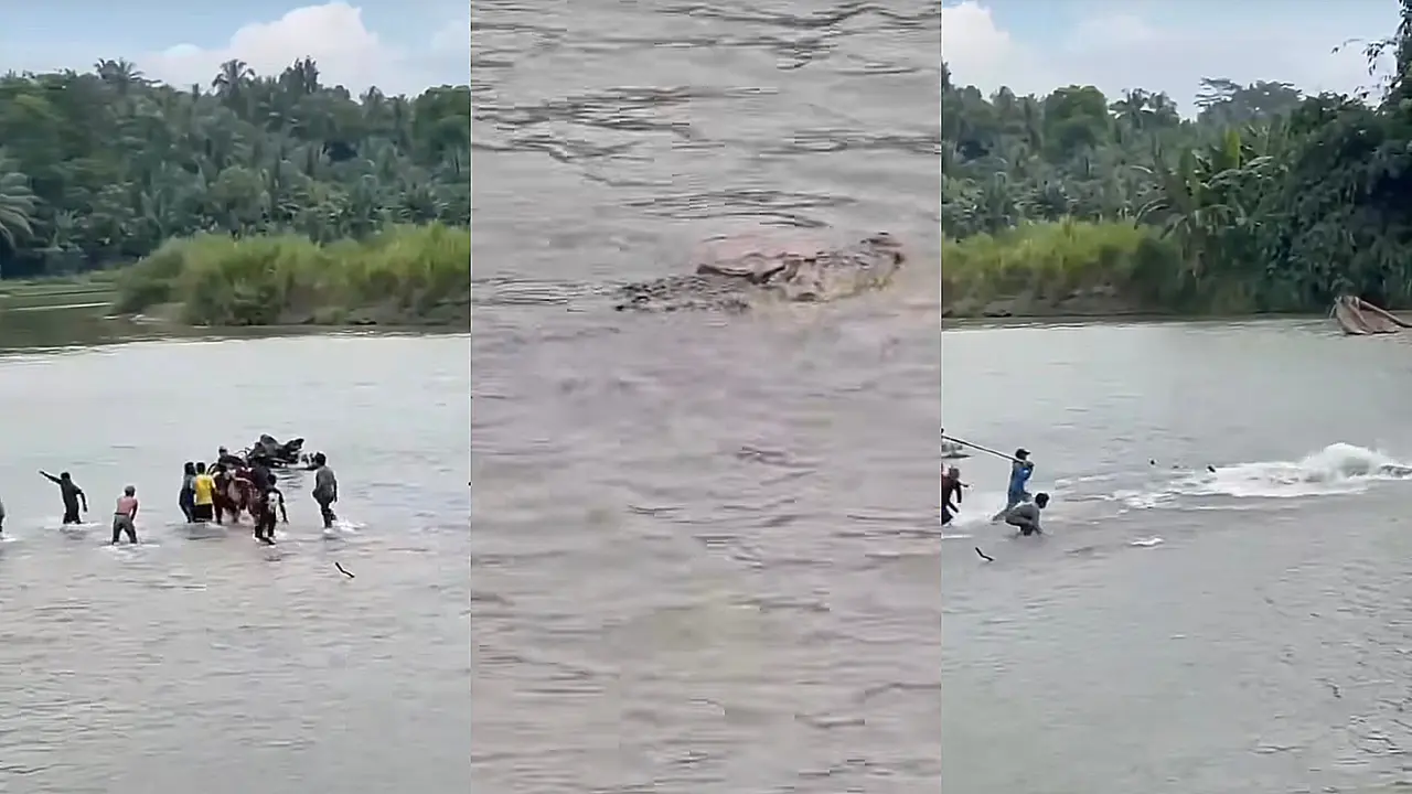 Detik-detik sejumlah warga menyerang buaya yang menyeret seorang pria lanjut usia di Sungai Way Semaka, Tanggamus. Foto: (Istimewa).