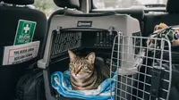 Tips Membawa Kucing Peliharaan Mudik Aman dan Nyaman, Bebas Stres Sepanjang Perjalanan