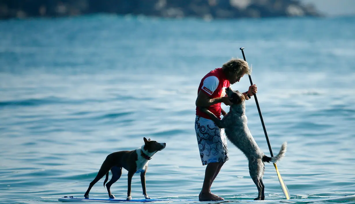 Pelatih anjing sekaligus mantan juara selancar, Chris de Aboitiz berselancar dengan kedua anjingnya di lepas pantai Palm, Sydney , (18/2). Hal ini dilakukan Chris untuk menjalin hubungan yang baik dengan peliharaannya. (REUTERS / Jason Reed)