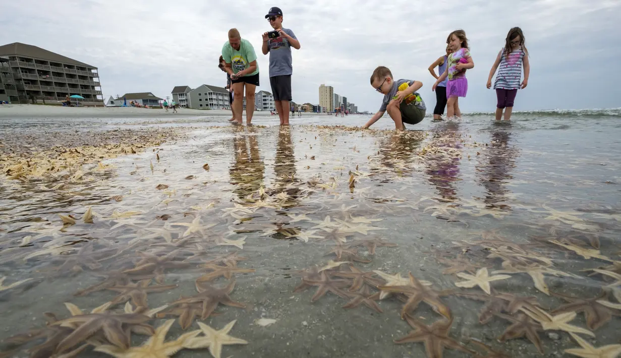 Orang-orang bermain dengan bintang laut yang terdampar di Garden City Beach, South Carolina, Amerika Serikat, Senin (29/6/2020). Kehadiran ribuan bintang laut yang terdampar menyita perhatian warga serta wisatawan untuk mengembalikan mereka ke laut. (Jason Lee/The Sun News via AP)