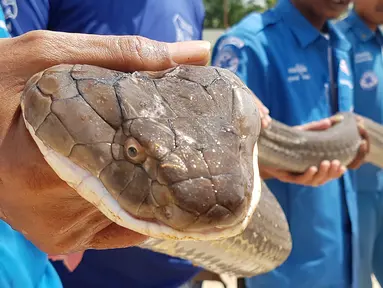 Tim penyelamat berjuang sekitar satu jam untuk menangkap ular king cobra sepanjang empat meter di Thailand. (HO / KRABI PITAKPRACHA FOUNDATION / AFP)