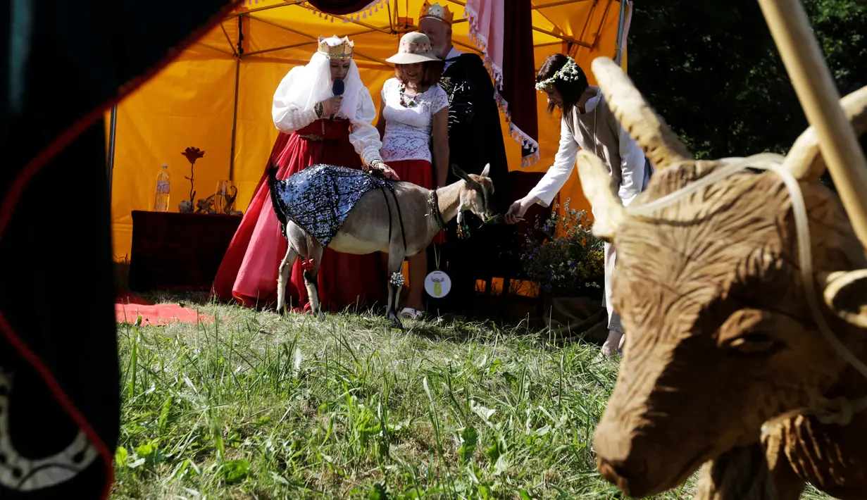 Seorang wanita memperkenalkan kambingnya selama kontes kecantikan kambing di Ramygala, Lithuania, Minggu (26/6). Kambing telah menjadi simbol desa Ramygala sejak abad pertengahan dan sangat dihargai oleh penduduk setempat.(REUTERS/Ints Kalnins)