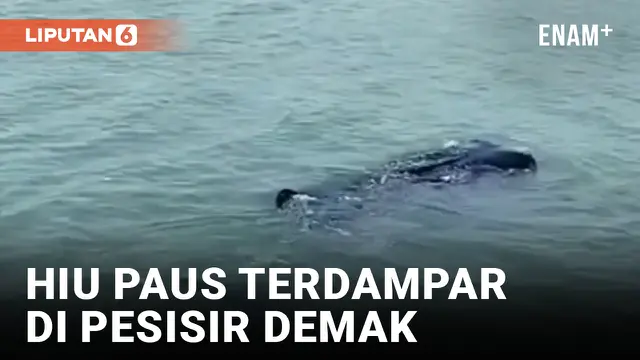 Terseret Air Pasang Laut, Hiu Paus Sepanjang 4 Meter Tersesat di Pesisir Demak