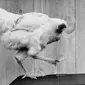 Ayam ini mampu bertahan hidup sampai 18 bulan pasca kepalanya dipenggal.
