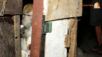 Ditangkap Satpol PP, Para Monyet Alami Stres