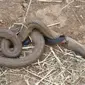 netizen dihebohkan dengan foto dua ular yang tubuhnya saling menembus satu sama lain.
