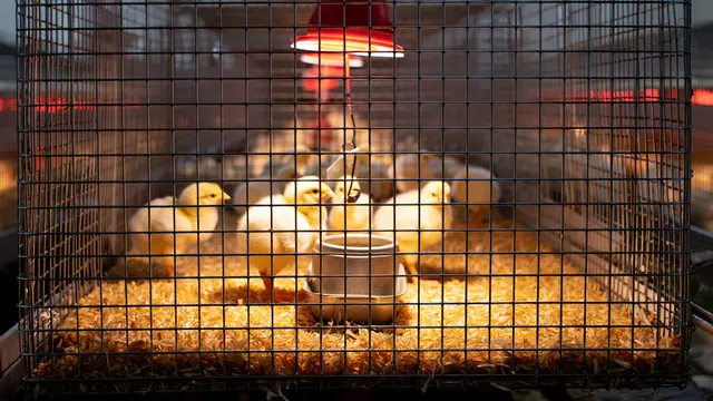 Desain Kandang Optimal untuk Anak Ayam Baru Menetas (AI)