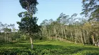 Masuk 50 Besar ADWI 2022, Ini Gambaran Desa Wisata Widosari Kulon Progo yang Kaya Potensi