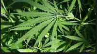 Mengapa Kamar Hotel Nomor 420 Identik dengan Ganja?