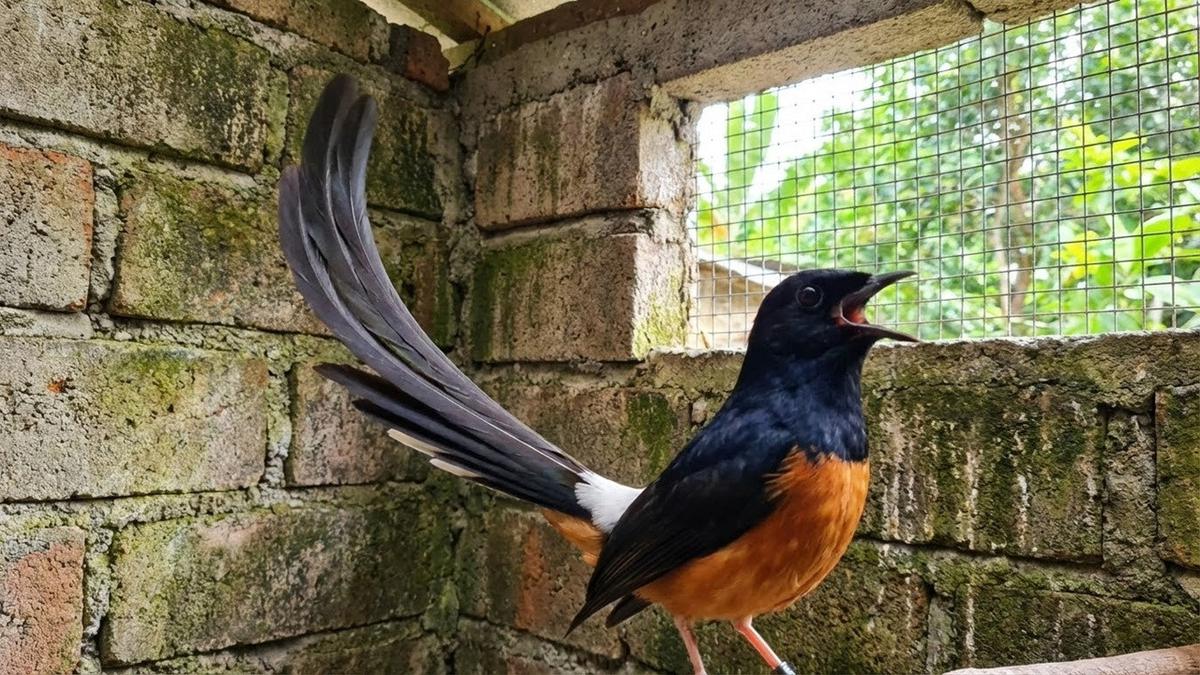 Tips Budidaya Burung Murai Batu Kicau Merdu Ekor Panjang, Cuan Jutaan dari Hobi
