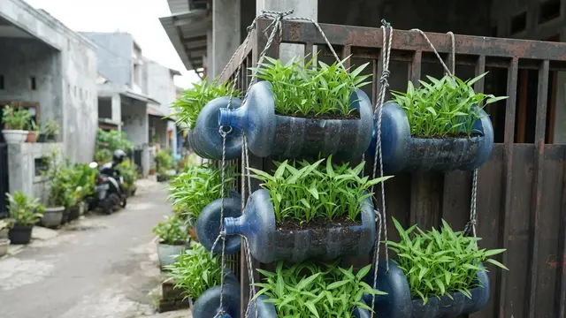 Ide Galon Bekas Jadi Pot Kangkung Gantung di Pagar Rumah