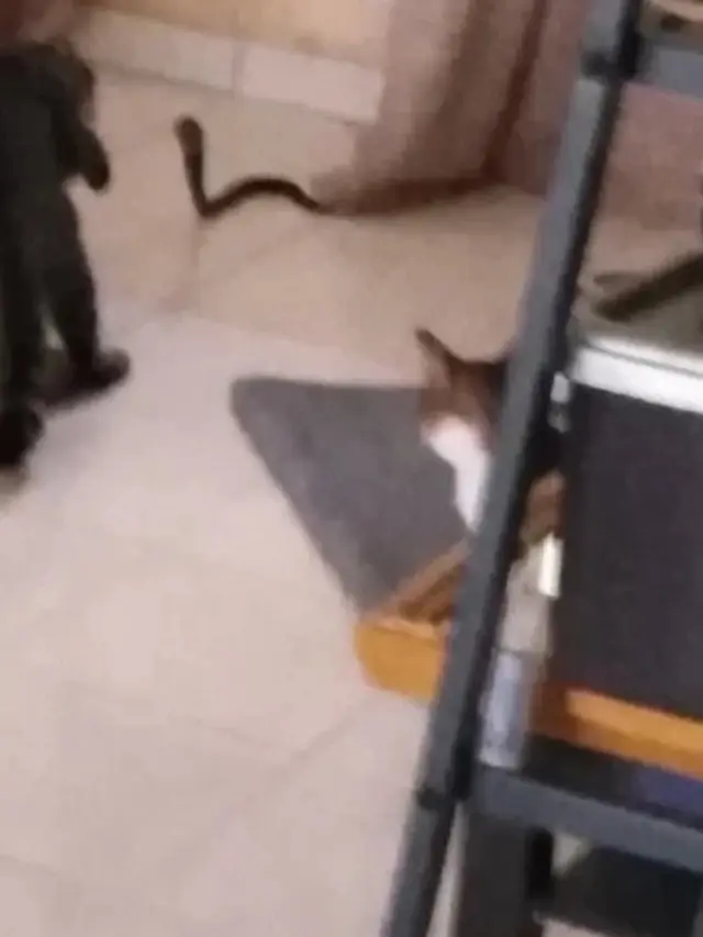 5 Kucing Pemberani Ini Lindungi Pemiliknya dari Ular Kobra yang Masuk ke Rumah