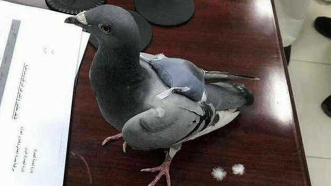  Membawa  Ratusan Ekstasi Burung  Merpati  Diciduk Polisi 